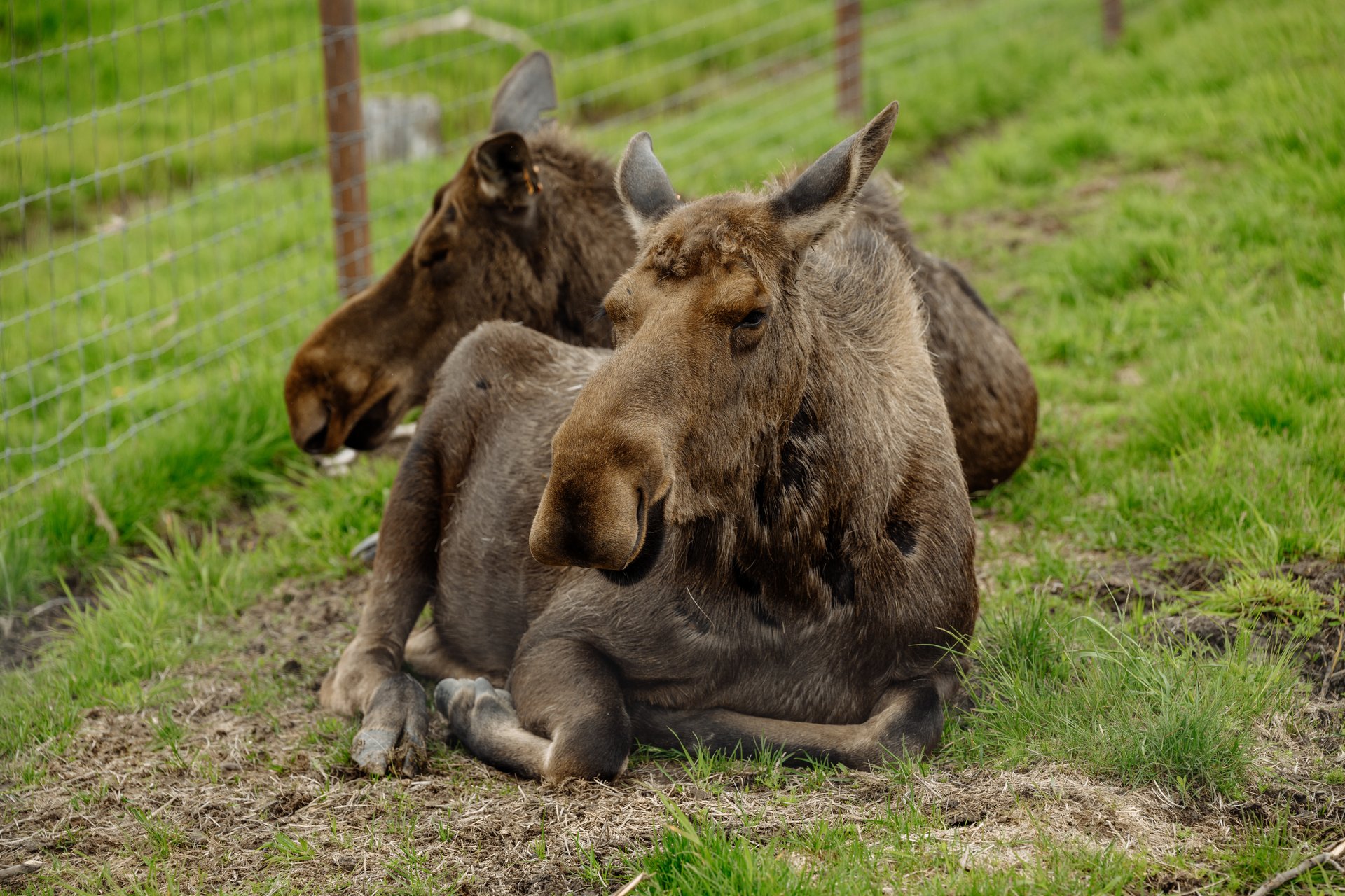 Caribou in the Mountains