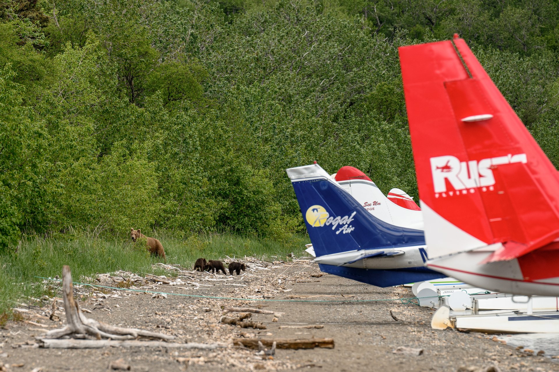 Katmai — Bear Country